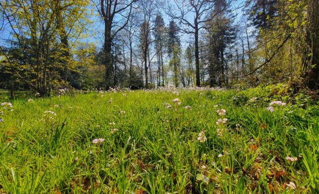Bulley woods